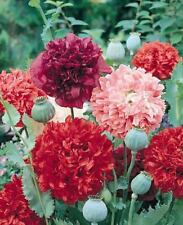 Double peony poppy for sale  New Hill