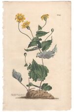 Curtis Botanical Magazine antique 1810 h/c engraving 1312 Yellow Othonna, used for sale  Shipping to South Africa
