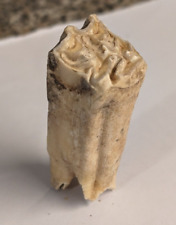 Dente cavallo fossile usato  Goro