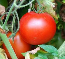 Rutgers tomato seeds for sale  Berwyn