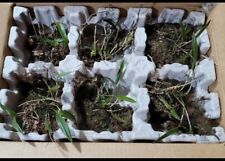Epidendrum magnolia green for sale  High Springs