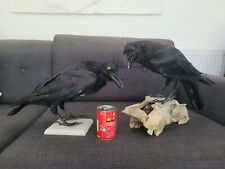 Huge taxidermy crow for sale  KINGSWINFORD