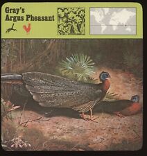 Gray argus pheasant for sale  Waupun