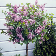 Pair standard lilac for sale  PETERBOROUGH