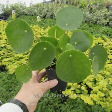 Pilea peperomioides chinese for sale  Winter