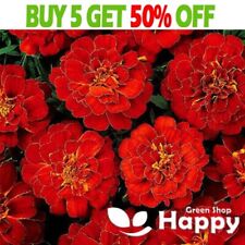 French marigold double for sale  Shipping to Ireland