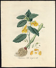 Antique Print-IMPATIENS NOLI TANGERE-TOUCH-ME-NOT BALSAM-Sepp-Flora Batava-1800 for sale  Shipping to South Africa