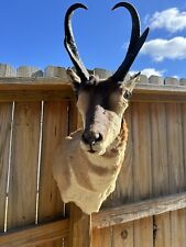 Vintage pronghorn antelope for sale  New Cumberland