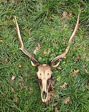 Fallow deer antlers for sale  HALSTEAD