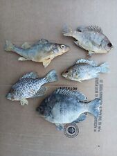 Five fish taxidermy for sale  Keewatin