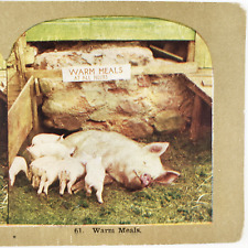 Used, Piglets Drinking Pig Milk Stereoview c1905 Farm Stall Warm Meal Animals Art G548 for sale  Shipping to South Africa