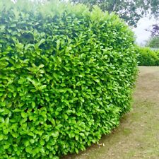 Cherry laurel hedging for sale  Shipping to Ireland