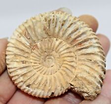 Dichotomosphinctes ammonite 50 for sale  BECCLES