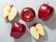 1 manzana roja delicioso árbol frutal injertado, raíz de barra. Zonas 5-8. segunda mano  Embacar hacia Argentina