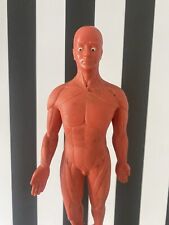 Vintage anatomical torso for sale  BRIGHTON