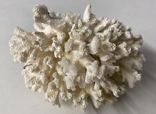 Finger coral acropara for sale  FARNBOROUGH