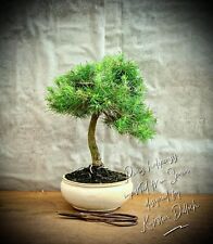 Pinus halepensis aleppo gebraucht kaufen  Golßen