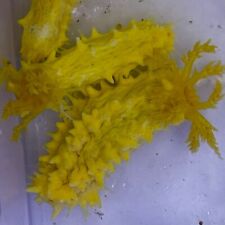 Bright yellow sea for sale  Feeding Hills