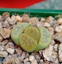 Lithops schwantesii rugosa for sale  CHESTER
