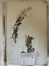 Erbario phanerogamen herbarium usato  Foligno