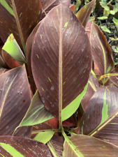 Musa siam ruby for sale  BECCLES