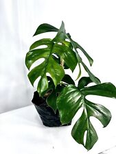 Monstera raphidophora tetraspe for sale  Homestead