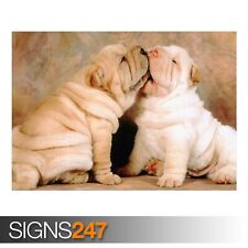 Shar pei puppies for sale  WESTCLIFF-ON-SEA