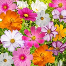 Cosmos flowers seed for sale  Deltona