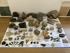 fossil teeth for sale  MANSFIELD