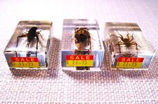 Vintage lot insect for sale  Reno