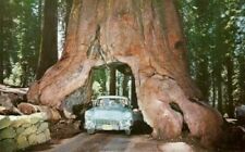 Sequoia gigante sequoiadendron usato  Reggio Calabria