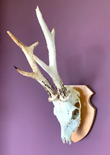 mounted deer antlers for sale  APPIN