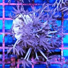 Pink pulsing xenia for sale  BIRMINGHAM