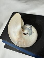 Nautilus shell large for sale  Bryn Mawr