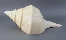 Huge Syrinx Aruanus Australian Trumpet Conch Seashell 19.5 in (495.3 mm) 5.6 lbs for sale  Shipping to South Africa