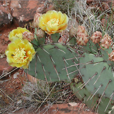 Root opuntia phaeacantha for sale  Tucson