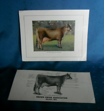 brown swiss cow for sale  Clinton