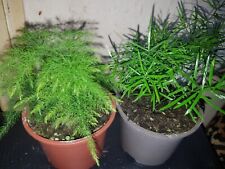 Different asparagus ferns for sale  SWINDON