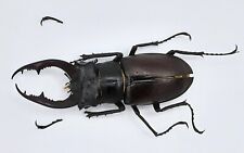 Lucanus akbesianus syriacus, A2, 64mm, Syria, #LL6 for sale  Shipping to South Africa