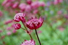 Astrantia hadspen blood for sale  Ireland