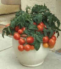 Tomato dwarf rotkappchen for sale  KEIGHLEY