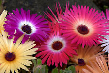 Iceplant ice plant for sale  Portland