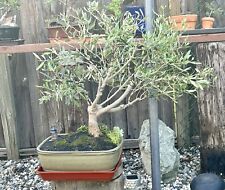 Extra large olive for sale  Brentwood