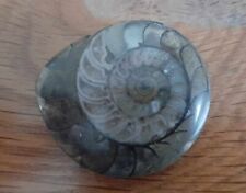 Polished jurassic ammonite for sale  STIRLING