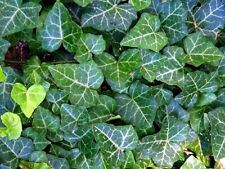 English ivy plants for sale  Wadsworth