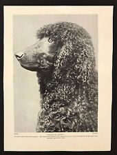 1934 dog print for sale  CARRICKFERGUS