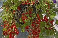 Honig tomaten winterharter gebraucht kaufen  Kaiserslautern