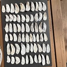 Flat oyster shells for sale  Waynesville