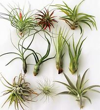 Air Plant - MASSIVE SELECTION - House Airplant Tillandsia Indoor Plant Easy Care for sale  Shipping to South Africa