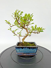 Zimmerbonsai pfefferbaum zanth gebraucht kaufen  Böhl-Iggelheim